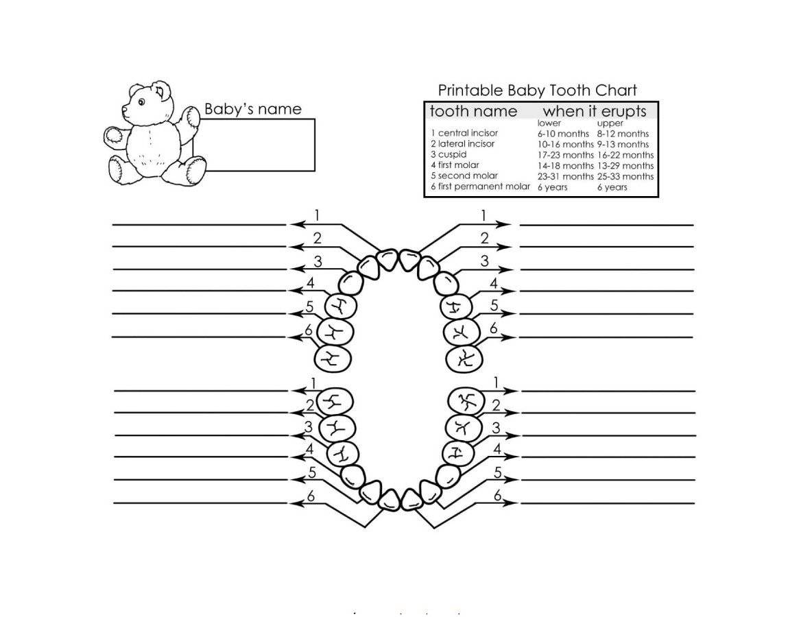 38 Printable Baby Teeth Charts & Timelines   Template Lab