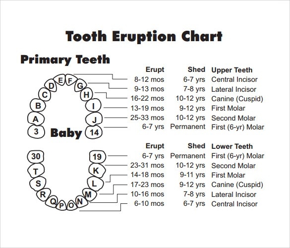 Baby Teeth Schedule – Pertamini.co regarding Primary Teeth Chart 