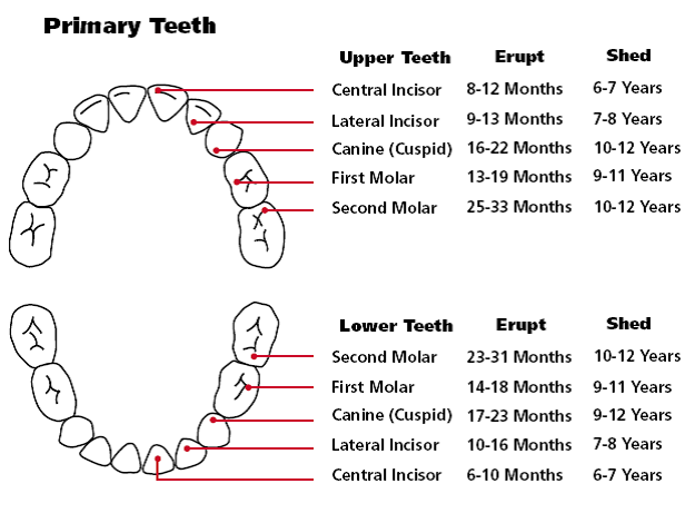 Teething: Order of Appearance   Teething Chart | Orajel™