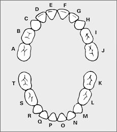Primary and Permanent Tooth Chart by letters (primary) and numbers 