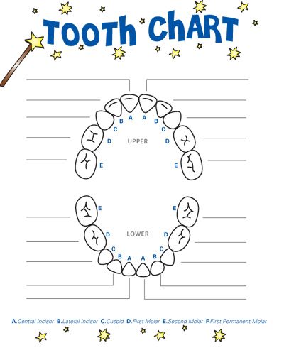 Baby Tooth Chart Letters Business Mentor