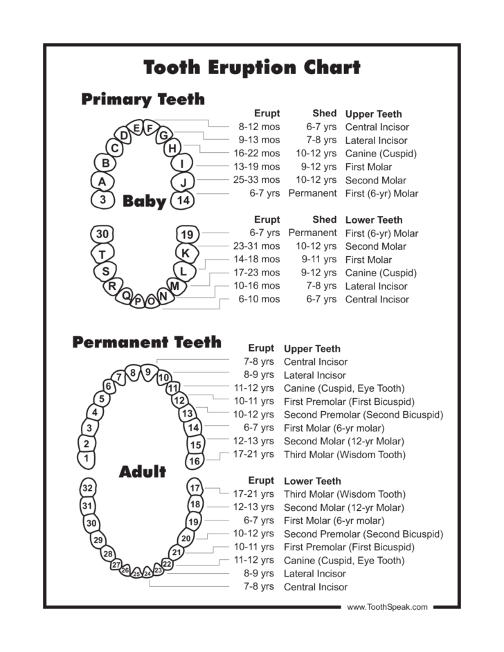 20 best Dental images on Pinterest | Dental, Teeth and Dental hygiene