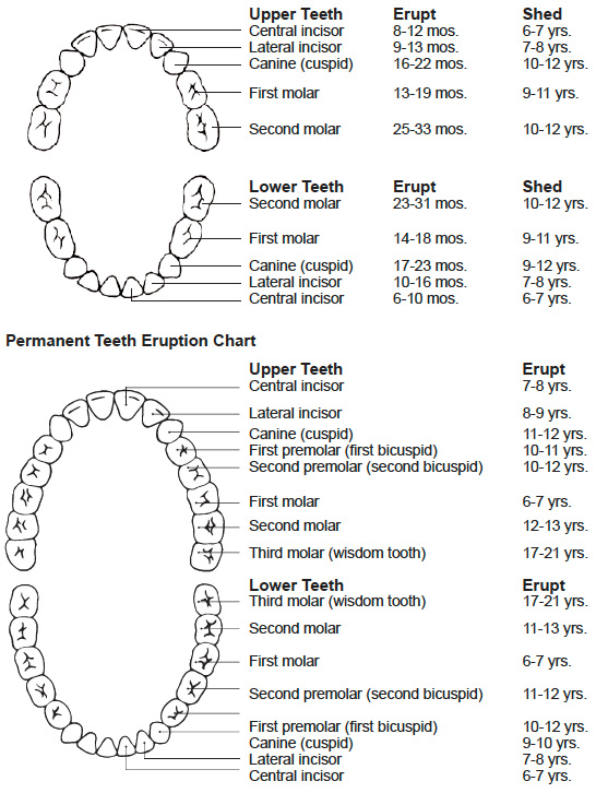 Baby Tooth Chart Letters Business Mentor