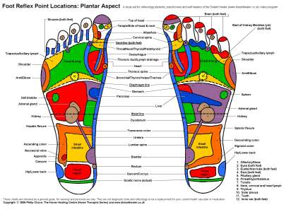 Reflexology Charts for Student Study and Practitioner Guidance 