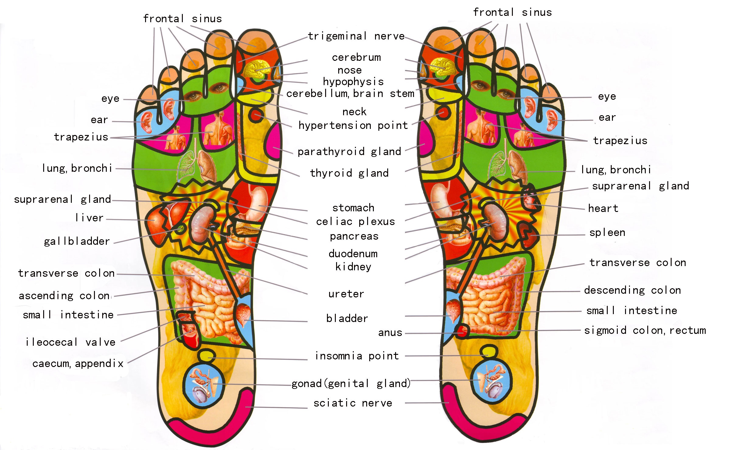 You'll Want to do More Foot Reflexology Massages after Reading 