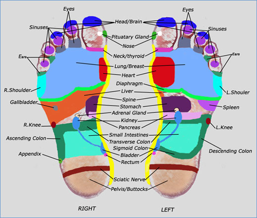 Reflexology Foot Map for Women Baby Boomers