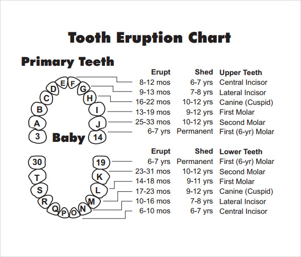 primary tooth chart Ecza.solinf.co