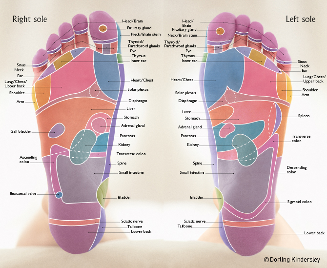 Foot Reflexology Chart: Planter, Dorsal, Medial & Lateral Map