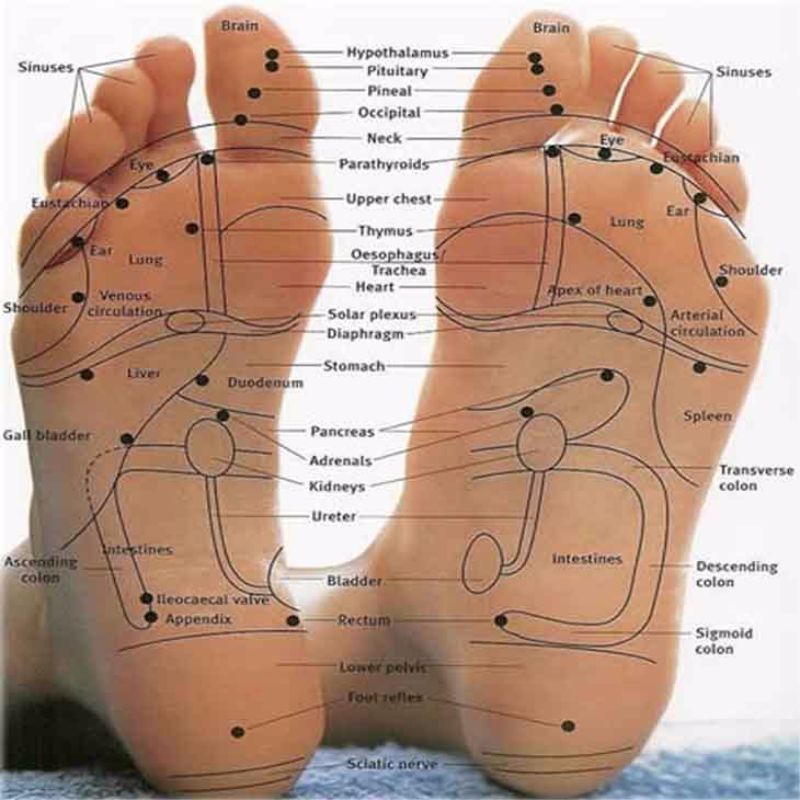 31 Printable Foot Reflexology Charts & Maps   Template Lab